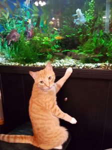 Archer Memory Care Centre - cat Archer Memory Care Centre - cat